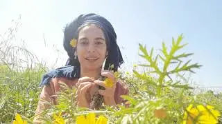 ליקוט צמחי מרפא-חרצית פרח לב הזהב
