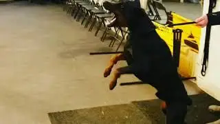 Aggressive Doberman Attacks - Making real aggression in protection