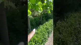 Классический прием, чтобы закрыться от соседей