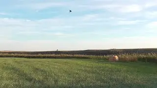 Duck hunting 2025. This has never happened before!