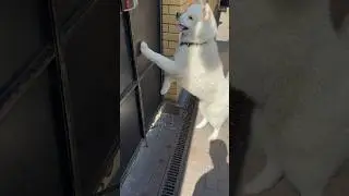 Учуял что то | собака акита ину