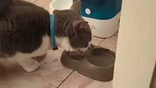 Tom, the fake british shorthair cat, drinks water in slowmotion