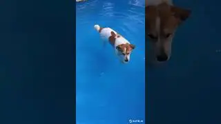 Cuty Dog swimming in water Create With Ai #ai #aivideoyoutube  #aivideoeditor #aivideogeneratorfree