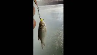 Рыбалка Пологое Займище