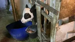 Пополнение в хозяйстве