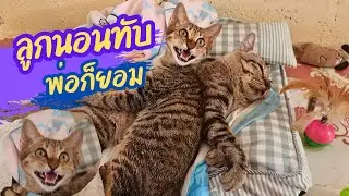 ลูกนอนทักพ่อก็ยอม#ปังปอนลูกแม่เกียง #แม่เกียงเลี้ยงแมวจร