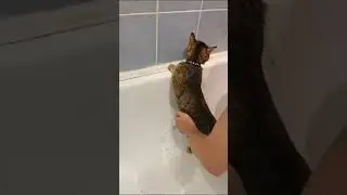 моем кошку