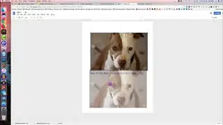 image and atrribution in google doc