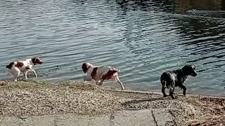 выгулка русских спаниелей