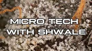 Advancements In Cannabis Genetics with Shwale from Farmhouse Studio