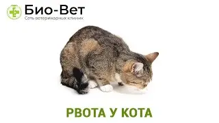 Рвота у Кота // Причины и Что Делать // Сеть Ветклиник Био-Вет