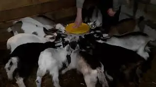 Козлики,возраст 1 мес
