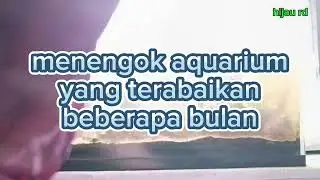 Abandoned Aquascape, airnya sampai setengah...