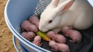 5 Days Bunny Rabbit Feeding Time #feeding #rabbits