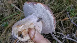 The spies of porcini mushrooms