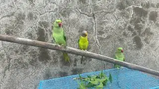 Parrot || Plum Headed || Ringneck Parrot