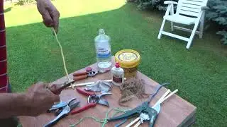 My Method for Pruning Pear and Cherry Trees. Part 2