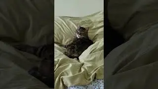 "You're Interrupting My Sleep," Says the King