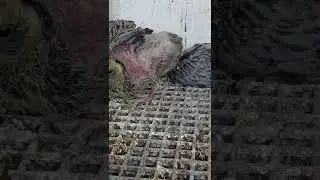 Yavru Posta Güvercinleri