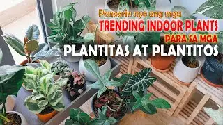 TRENDING INDOOR PLANTS  FOR PLANTITAS & PLANTITOS  AND BEST LOW LIGHT PLANTS FOR INDOOR DESIGN.
