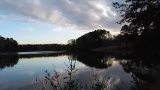 Zoom to watch Bald Eagle watching Cormorants