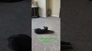 gato futbolero