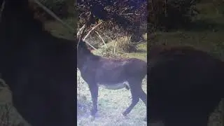 Каха Серго и Осел