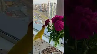 Попугай какарик любитель пионов 🌸