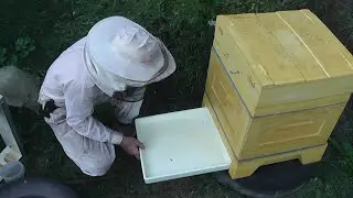 Family 9 days after adding 0.8 grams of towel tactic