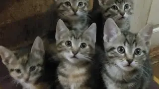 Котята весёлые ребята