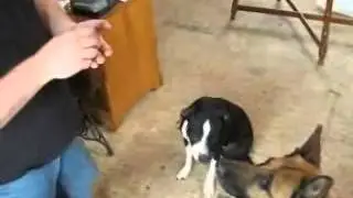 How to Give Your Dog A Pill The Quick And Easy Way