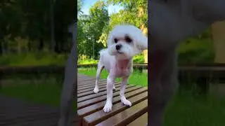 Стрижка Мальтезе