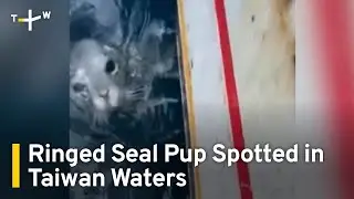 Ringed Seal Pup Makes Rare Appearance in Northern Taiwan | TaiwanPlus News