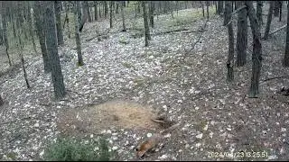 Бродячие собаки обнаружили лисью нору.