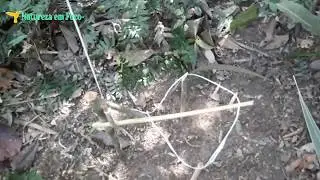 Armadilha de laço de puleiro para pegar Aves - Sobrevivência na selva