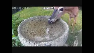 Oh Deer!