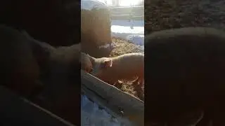 Как свиньи вьют гнезда😁. Зимовка свиней.