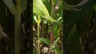 Corn