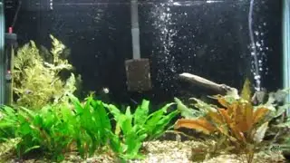 I'm back - planted 29 gallon aqurium - 108