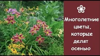 ❀ Многолетние цветы, которые делят осенью, и как их правильно делить