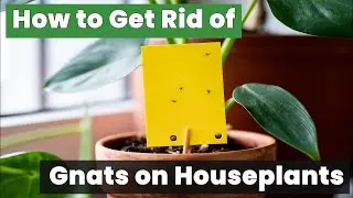 How to Get Rid of Gnats on Houseplants Using Natural Methods!
