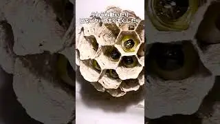 帰宅してすぐ幼虫からご飯をもらう女王蜂。ヤバめの蜂 観察日記58日目。私は京都の週末養蜂家！ #Shorts