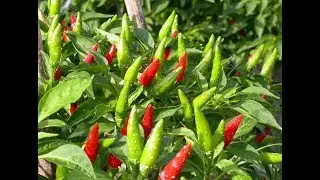 Выращиваем Вьетнамский перец.