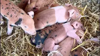 Waddles is a Mom! | Powerful Pig, Precious Piglets