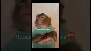 Бедний брадок