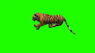 Green screen tiger running