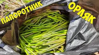 Сбор папоротника Орляк! Тонкости и секреты. Сахалин