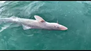 Акулы в Чёрном море. Трофейная рыбалка в Сочи 31.01.2024 года.