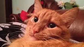 Упоротый котик