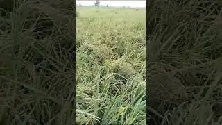 #viral